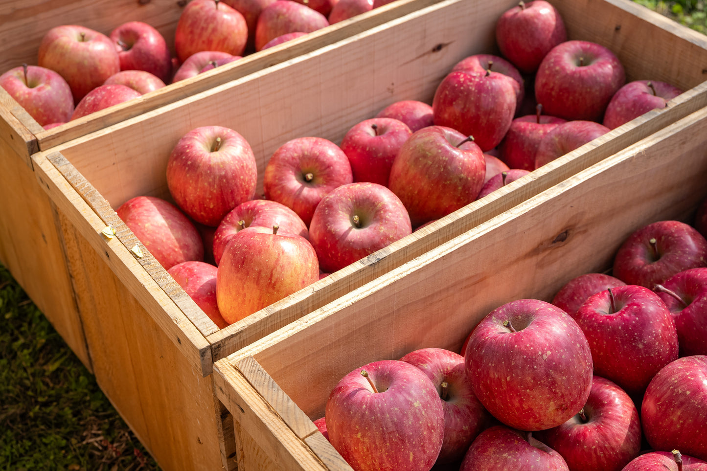 手前から命、実り、つぼみです