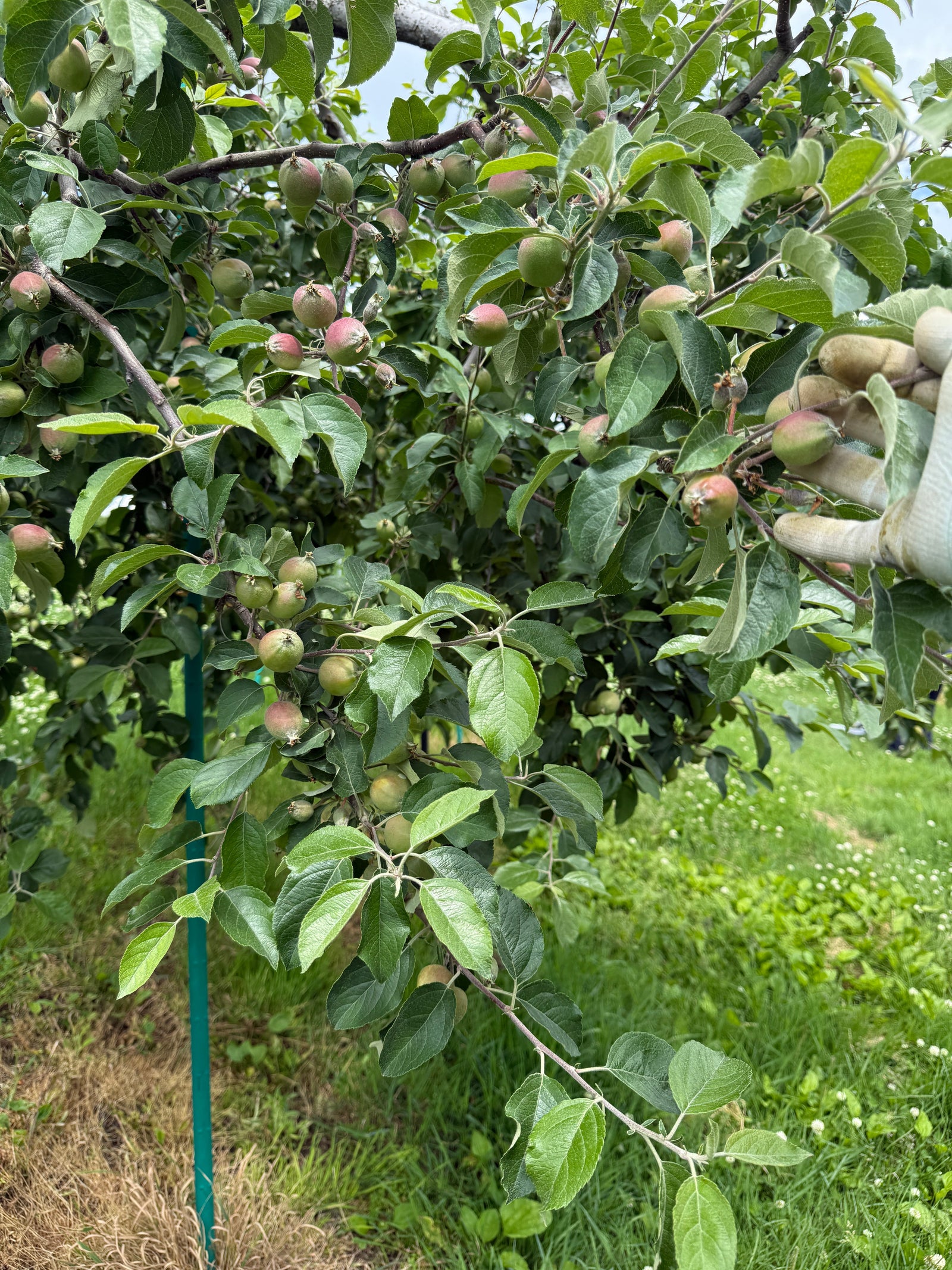 🍎６月の畑の様子
