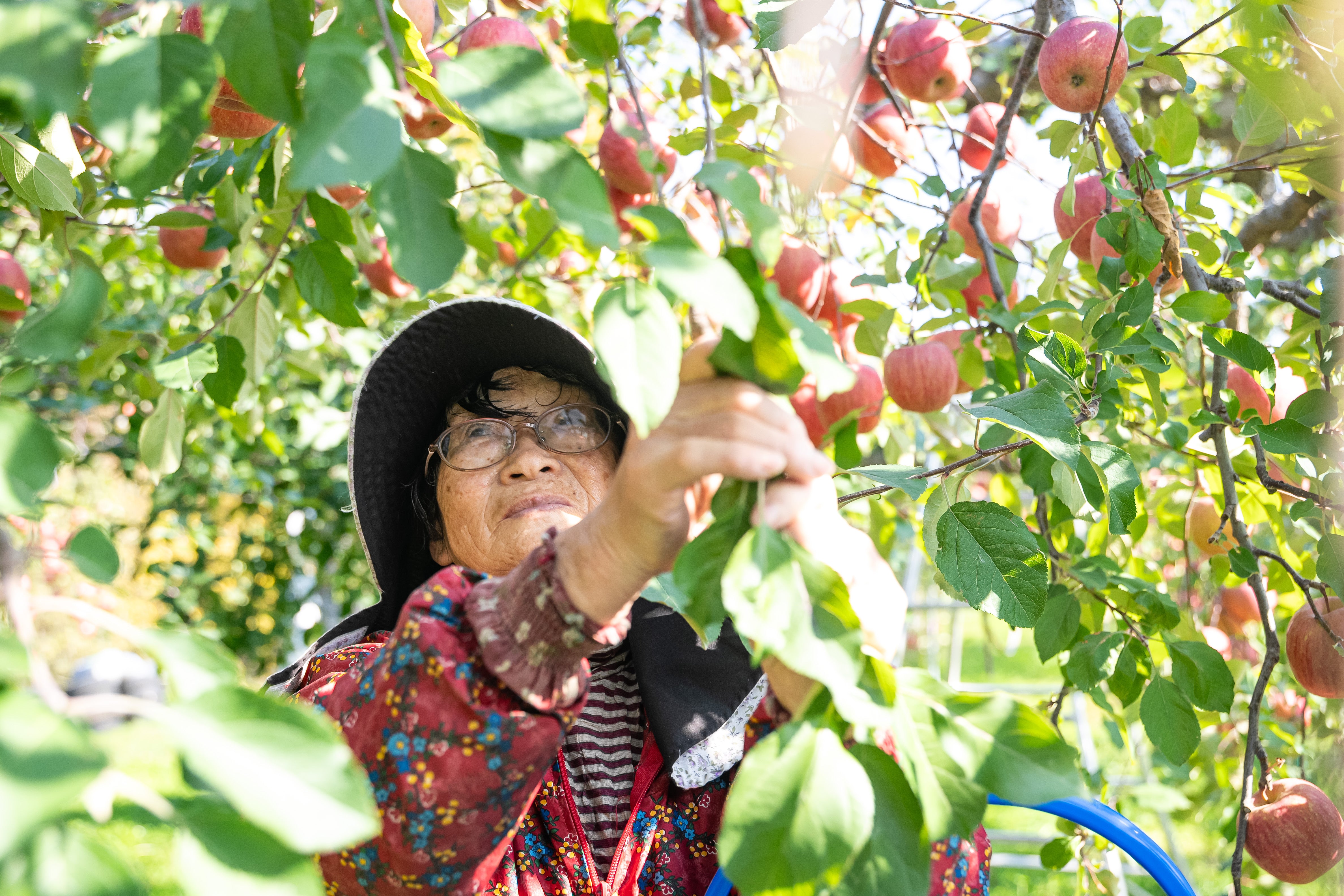 りんご園 長峰｜産地直送ギフト・通販｜青森県五所川原市 – nagamine