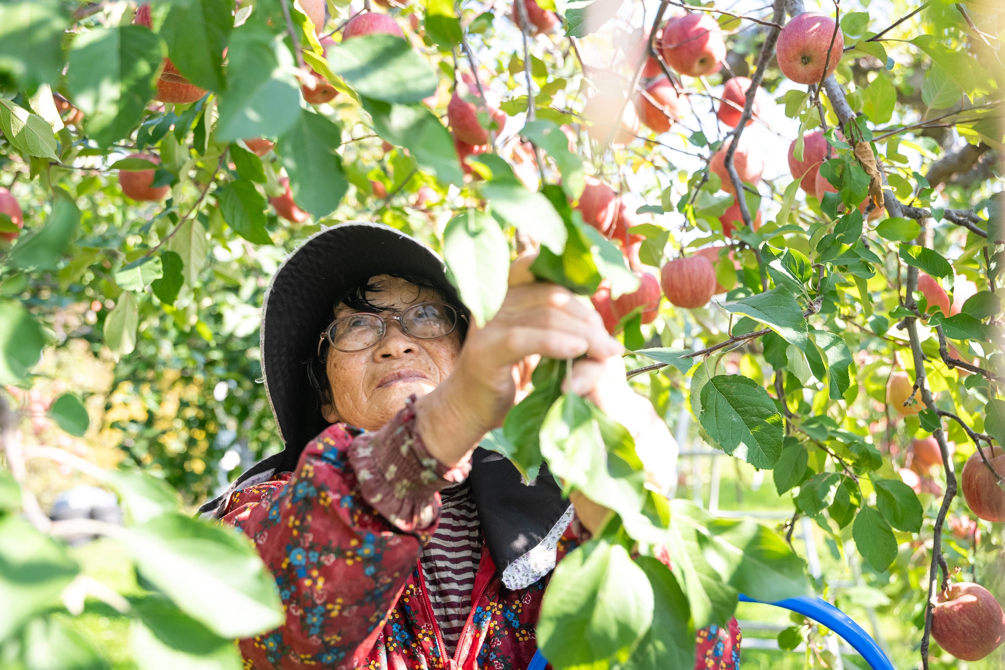 娘とりんごに触れる