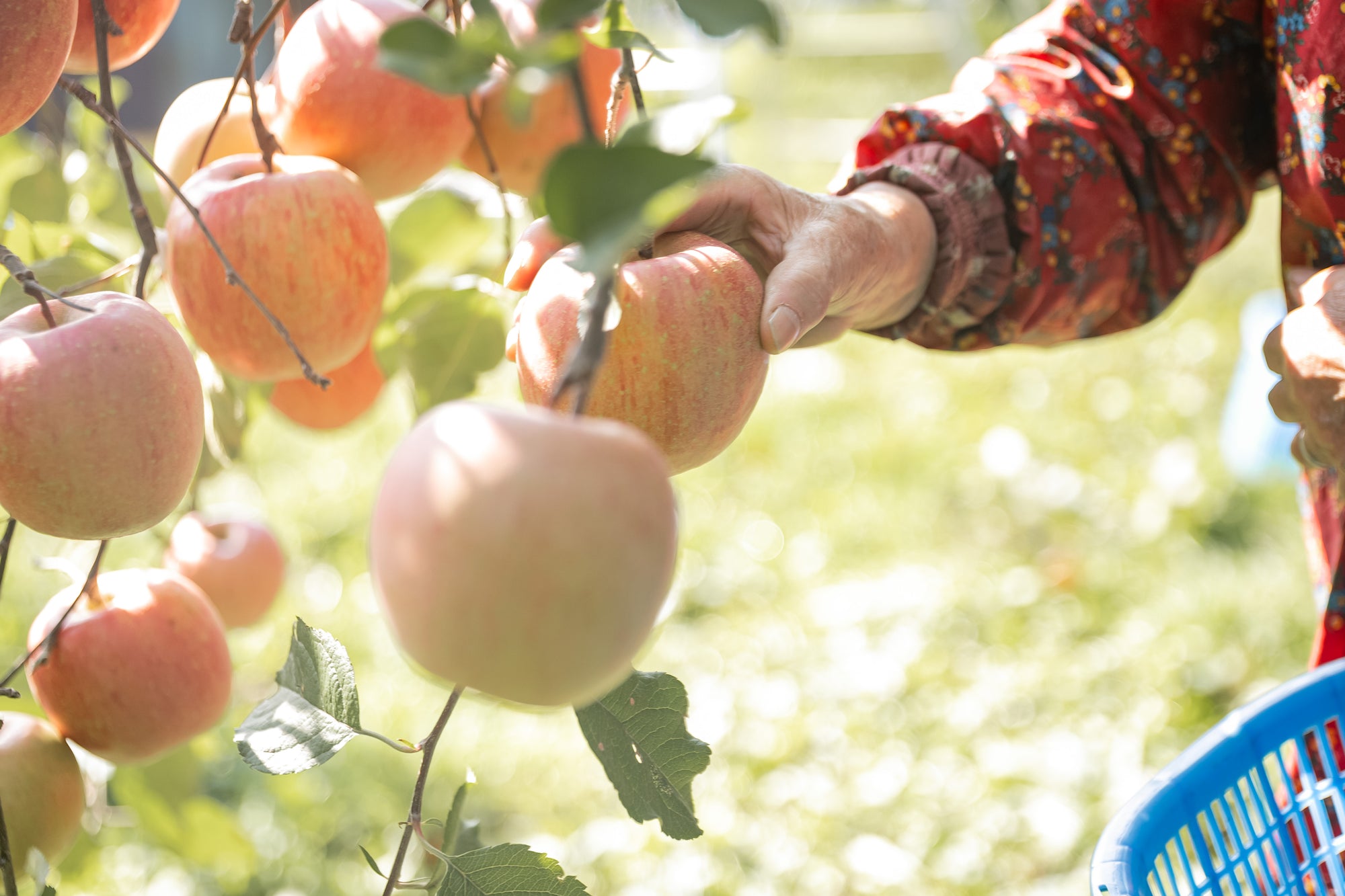 イラストが描かれたりんご