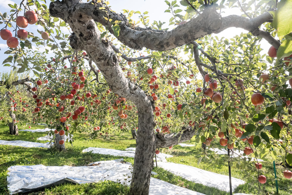 Apple harvest image